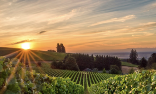 Discover the Delights of Oregon Wine Count…