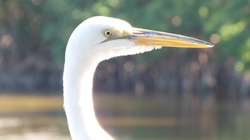 Pet Friendly Condos In Venice Fl For Sale Bay Breeze