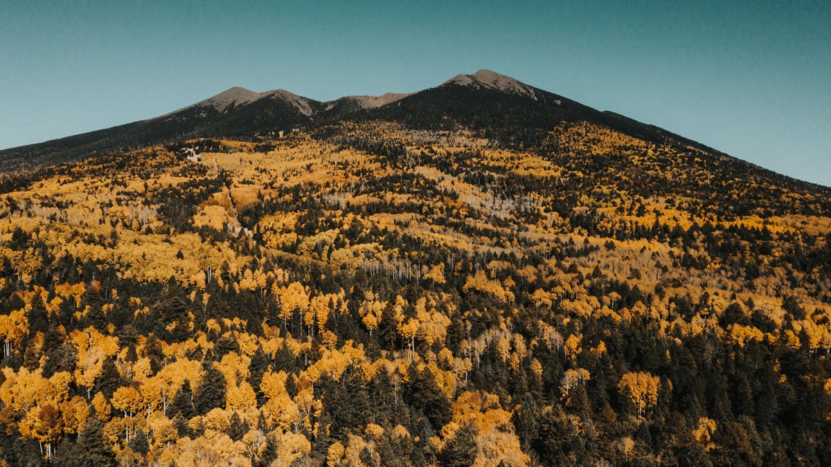 Fall Leaf Covered Mountains in Flagstaff, AZ