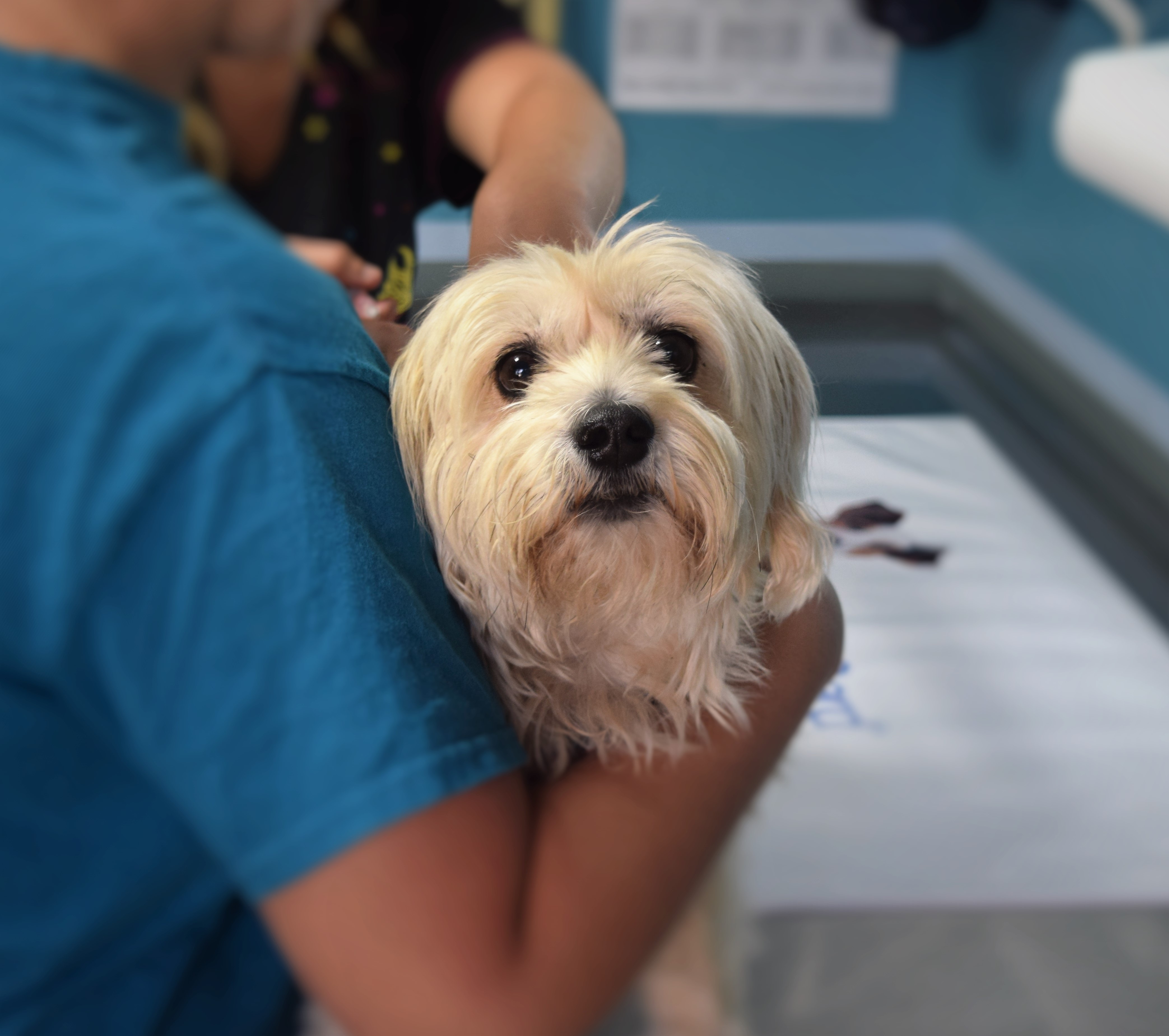 Veterinary Care