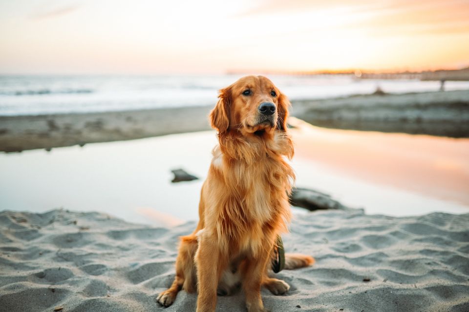 Pet-Friendly Beaches