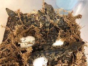 17th SPECIES OF CROCODILE HATCHES AT THE ALLIGATOR …