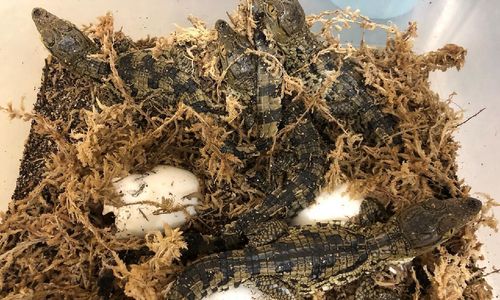 17th SPECIES OF CROCODILE HATCHES AT THE ALLIGATOR …