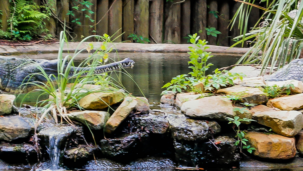 St Augustine Alligator farm