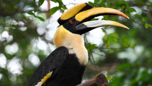 hornbills