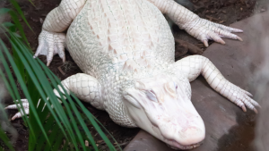 Alligator Farm