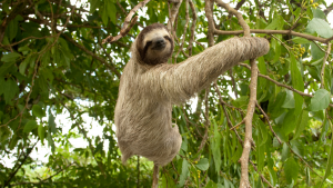 Sloth Landing