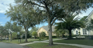 Florida Tree Pollen