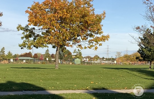 HeadonforestBurlingtonOntario-copyright-JenWarren08