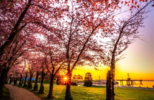 SpencerParkCherryBlossom_2