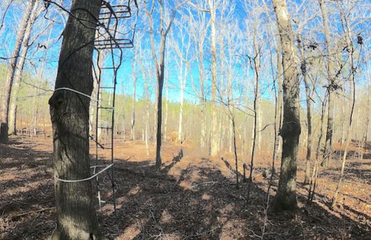 49 ac bar none tree stand