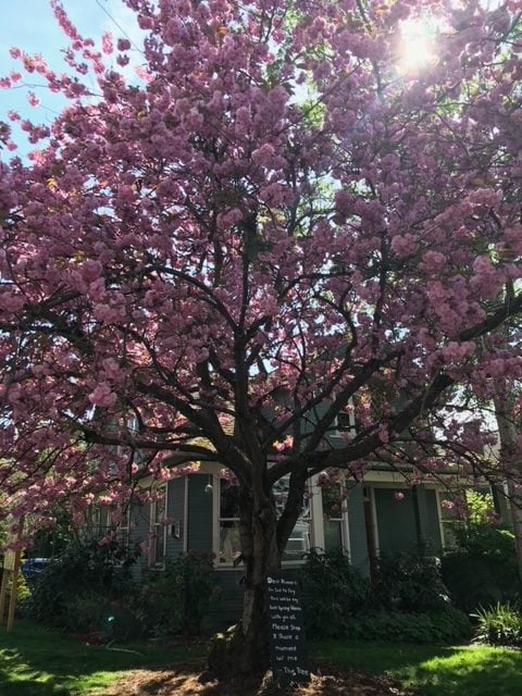 Cherry Blossom Tree at Republican and Federal