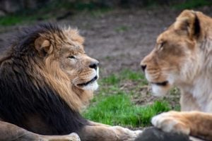 A lion and a lioness face off