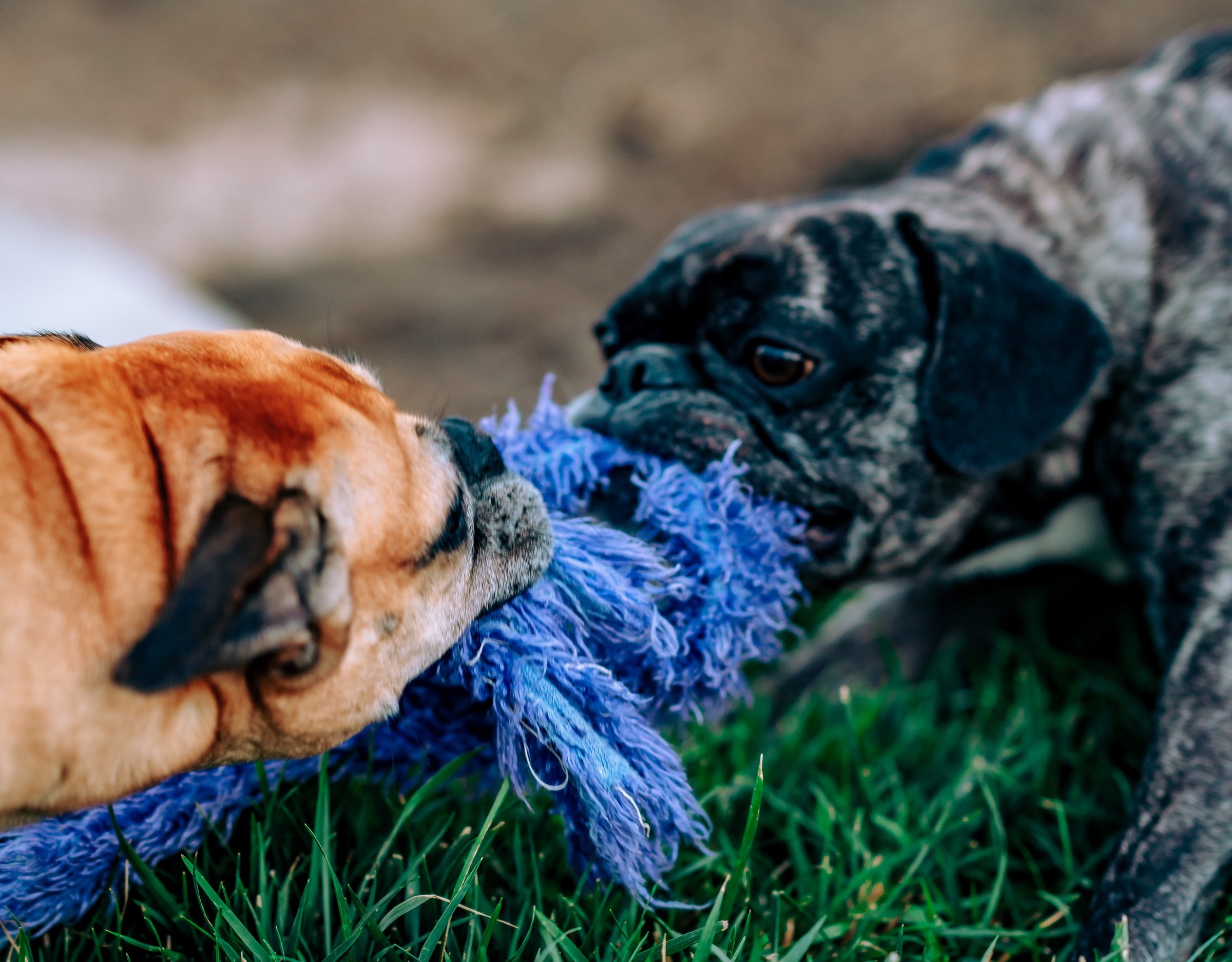 Two dogs are pulling on a blue rope