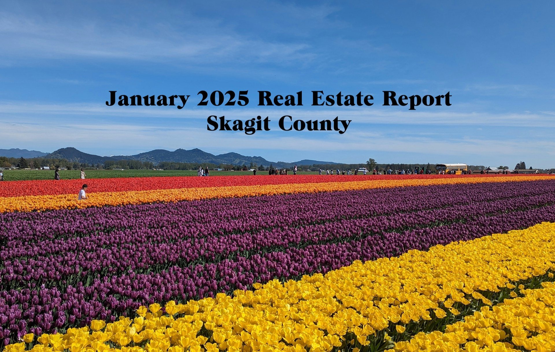 The January 2025 Real Estate Report for Skagit County (photo of the Tulip Festival)