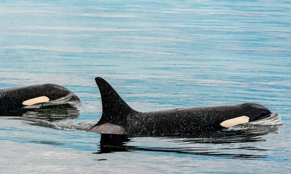 Orcas-in-Puget-Sound-by-Stephen-Walker