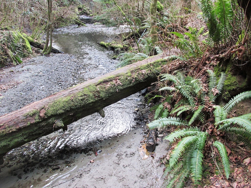 South Fork of Boeing Creek in Shoreline WA