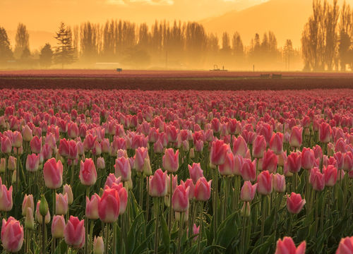 Skagit Valley