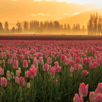 Skagit Valley