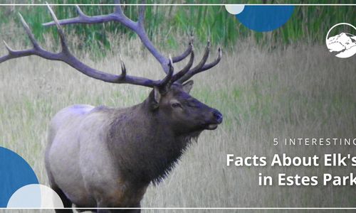 5 Interesting Facts About Elk in Estes Park