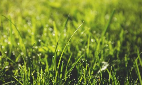 TAKING CARE OF YOUR LAWN WITHOUT WASTING RESOURCES