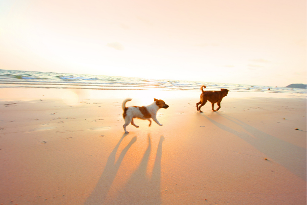 5 Dog Friendly Beaches near Los Angeles