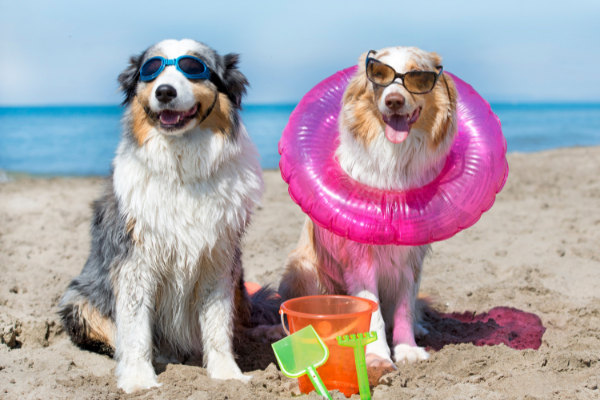 5 Dog Friendly Beaches near Los Angeles