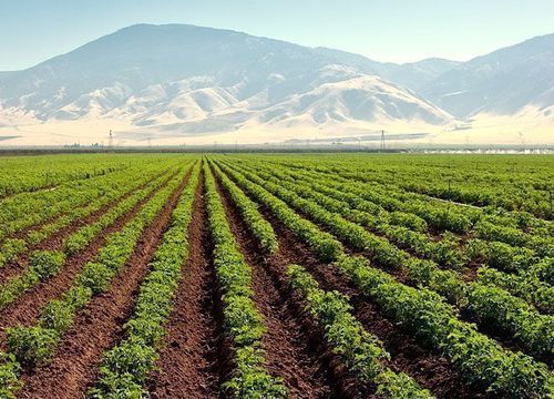 Rows of Potatos