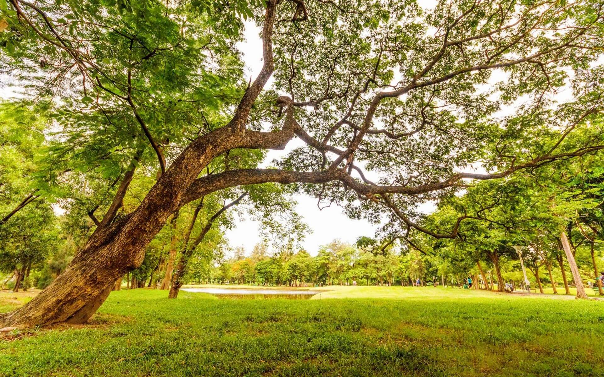 Tree by a lake
