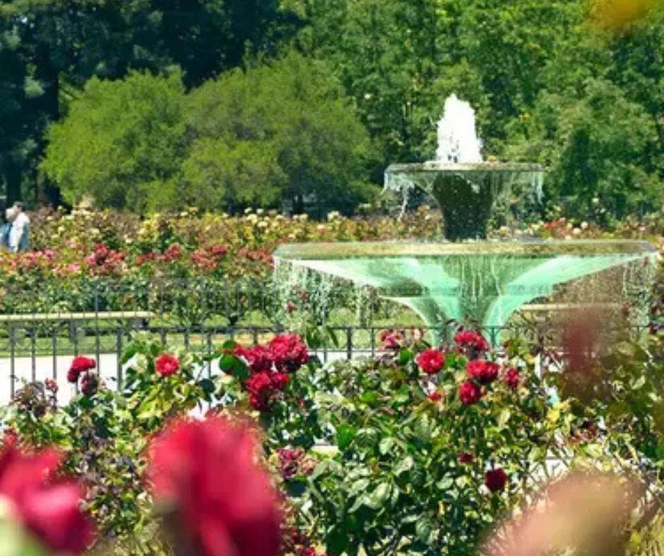 Rose Garden