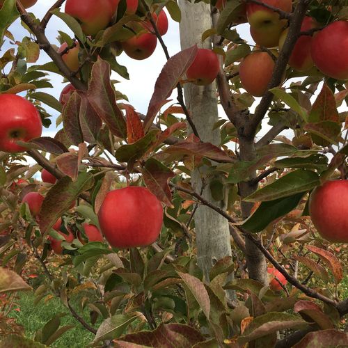 Apple Orchards around Kingston, Ontario