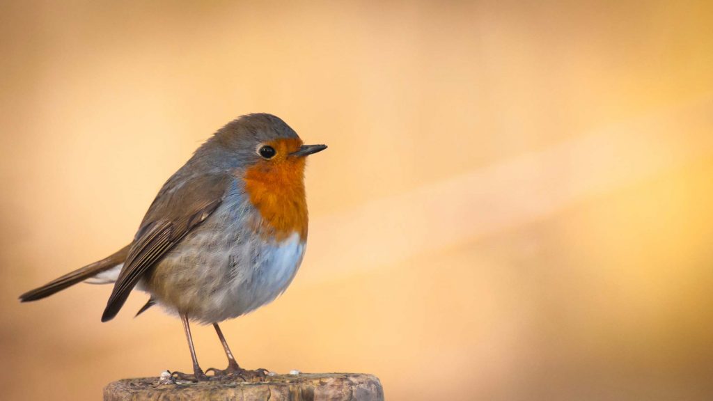 The easy bird gets the worm