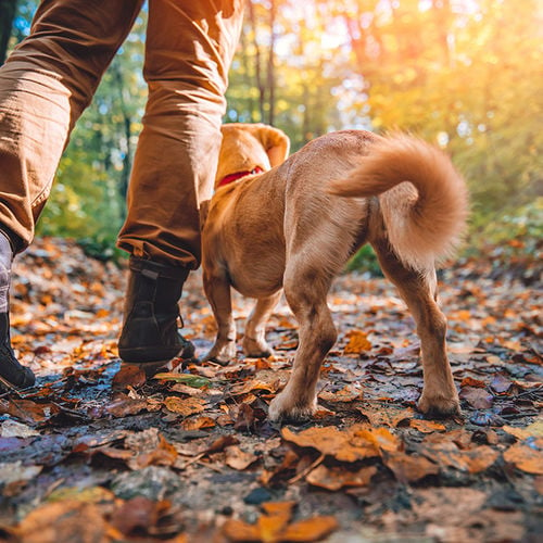 Our 5 Favorite Fall Activities in Steamboat Springs, Colorado