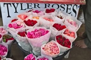 Tyler roses for sale
