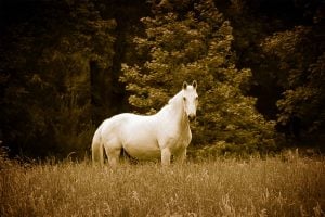 White Horse On Basom Rd