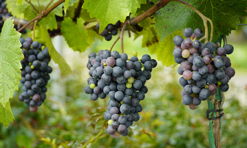 Buying a Home in Woodinville Wine Country: What &hellip;