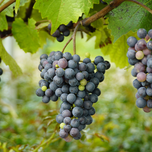 Buying a Home in Woodinville Wine Country: What You Need To Know First