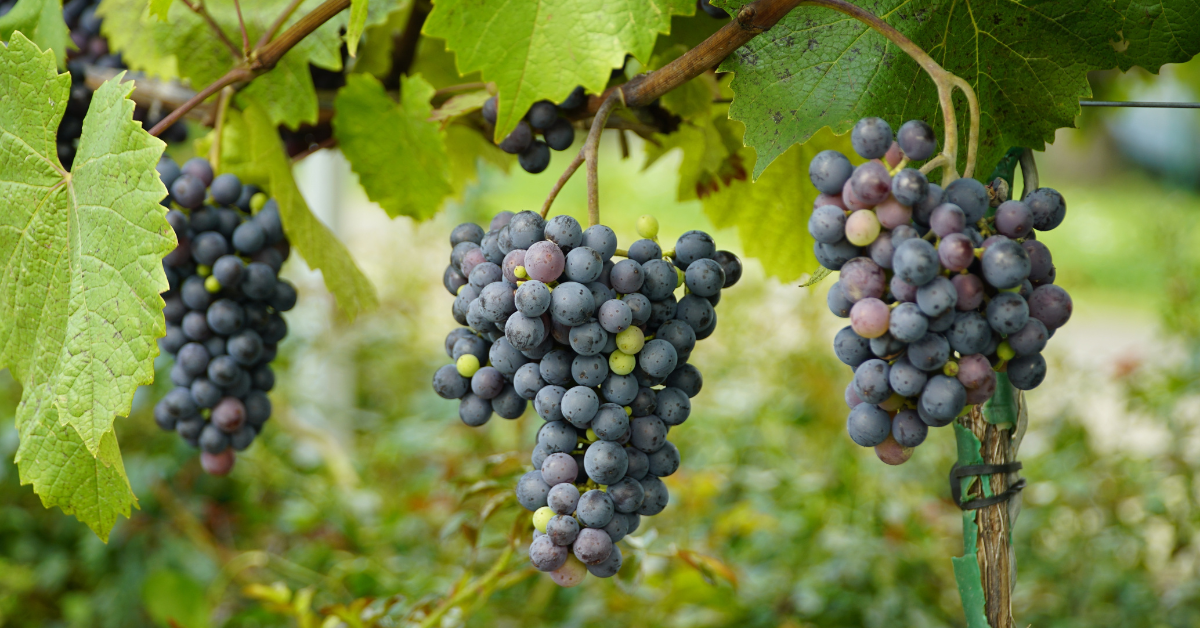 Woodinville wine country