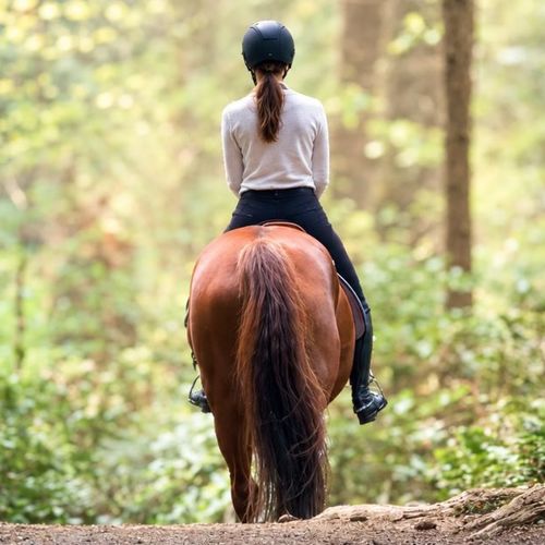 Bridle Trails, Kirkland: A Guide to Luxury Estate Living
