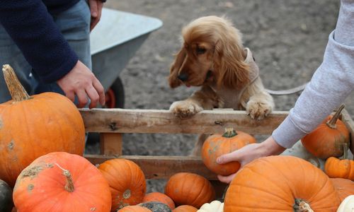 Halloween Events in Bothell, Kenmore & Woodinville 2026