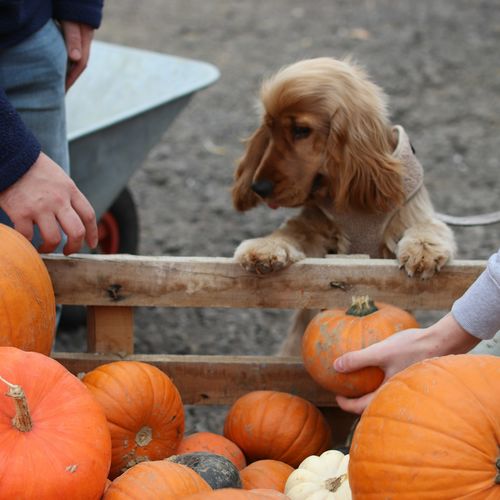 Halloween Events in Bothell, Kenmore & Woodinville 2026