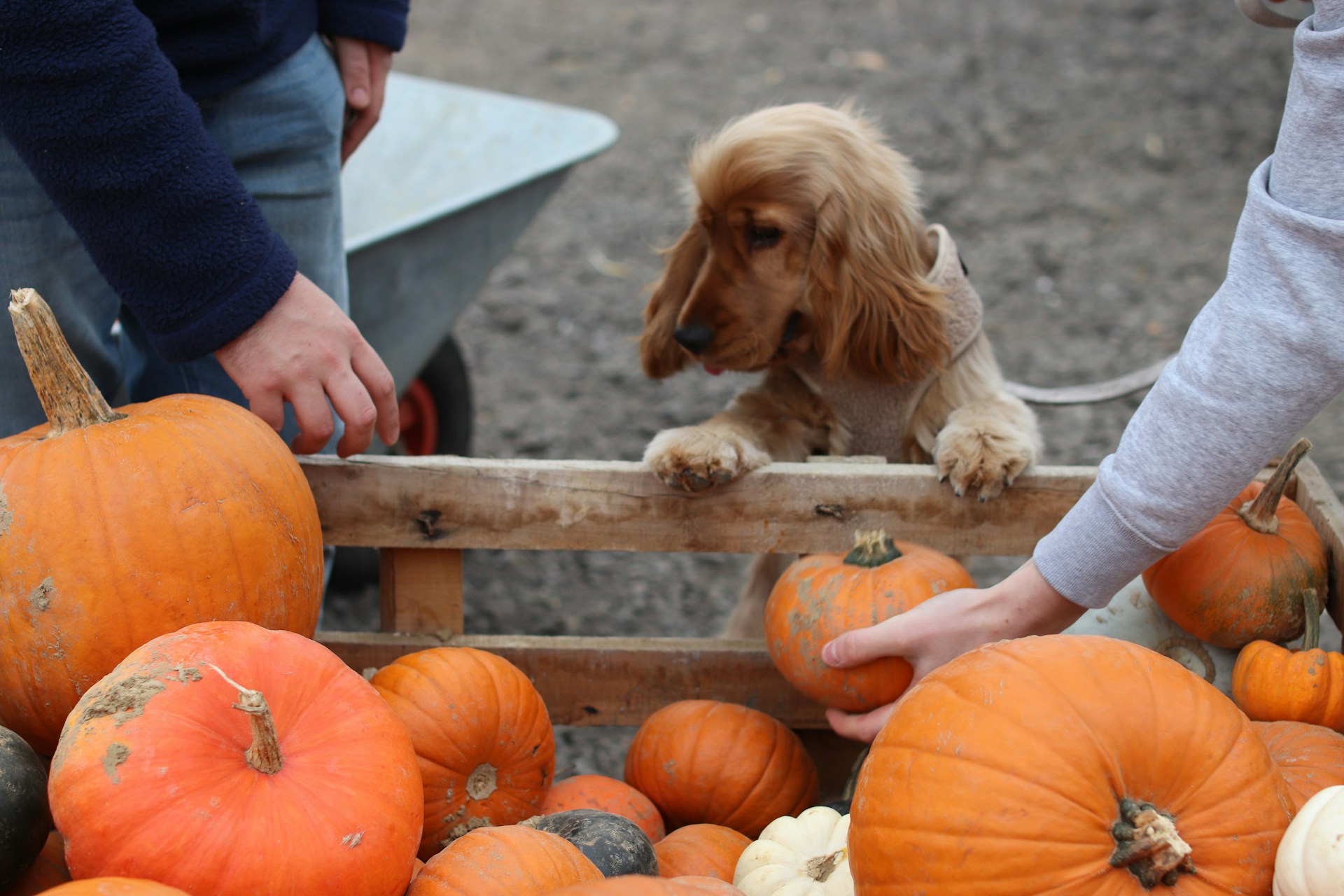 Curious spaniel peeking over a wooden crate of orange pumpkins at a fall farm stand