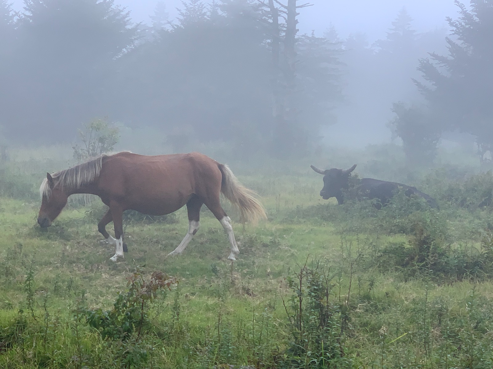 Adult pony and cattle in Grayson Highland State Park.