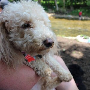 White poodle by the river at Valle Crucis State Park