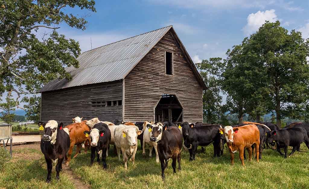 A group of cows outside of a Appalachian cow farm in a rural community in the High Country of North Carolina