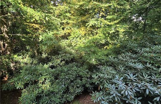 backyard3