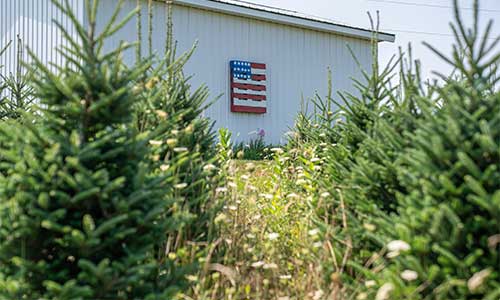 Choose & Cut Christmas Tree Farm in the mountains of north carolina's high country.