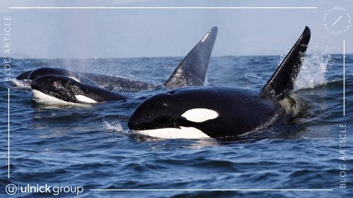 Killer whales hunting for dolphins off of San Clemente
