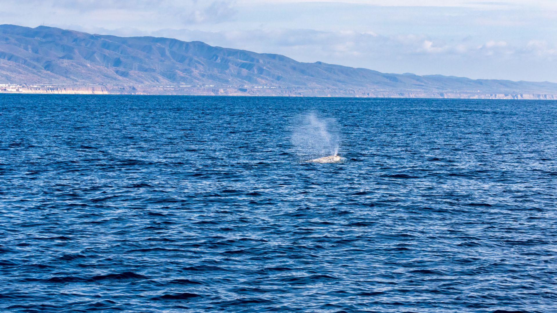 Dana Point Ocean-Whale