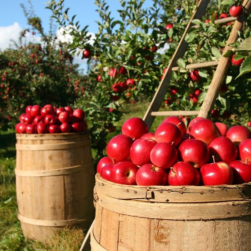 Where to go apple picking in Northern Virginia